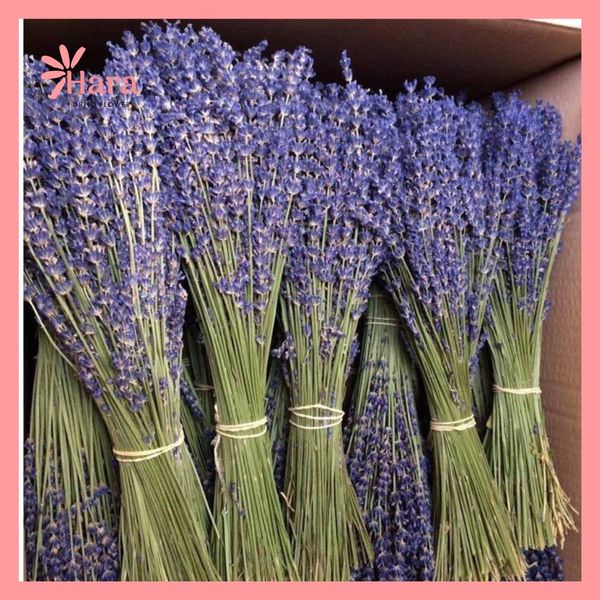 Hoa lavender kho phap loai 1