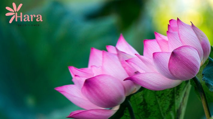 hoa sen Hara