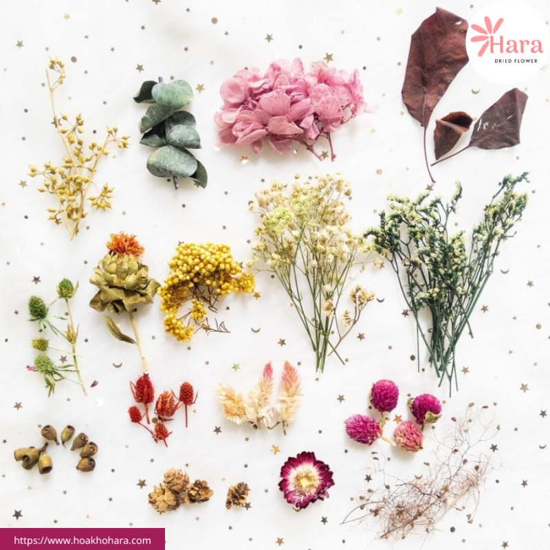 các loại hoa khô