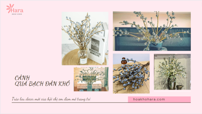 cành quả bạch đàn khô