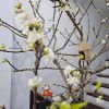 Tổ chim decor treo cành mận, cành đào