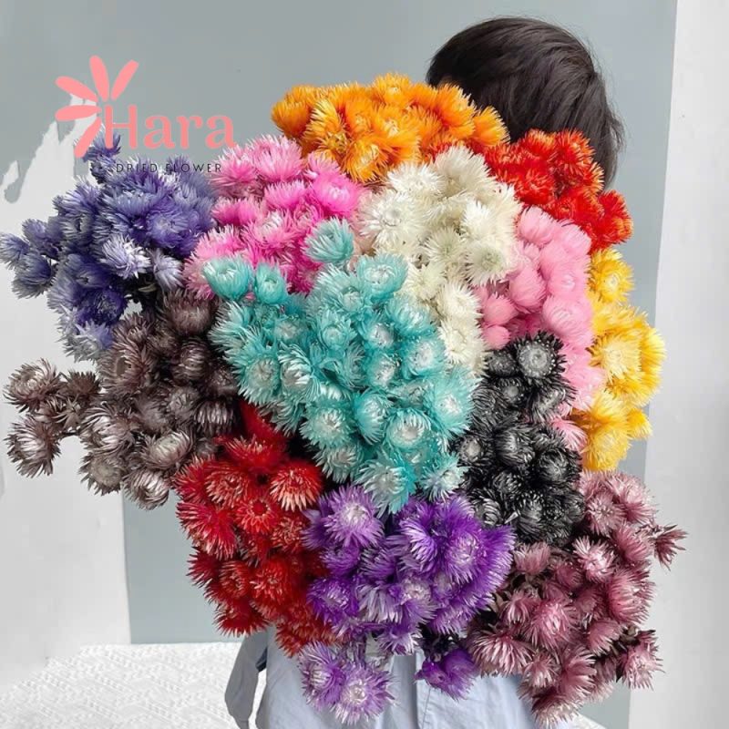 hoa-cuc-tuyet-bat-tu-kho