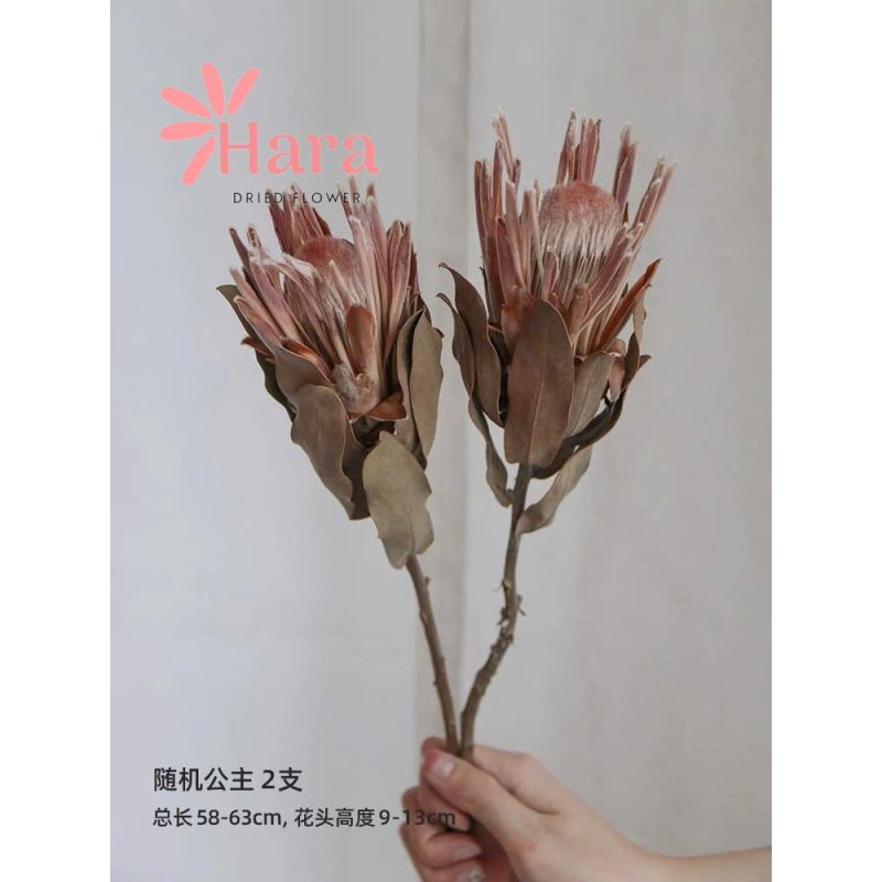 hoa-thao-duong-cong-chua-kho-2