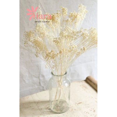 hoa-baby-bloom-trang-gypsophila-kho