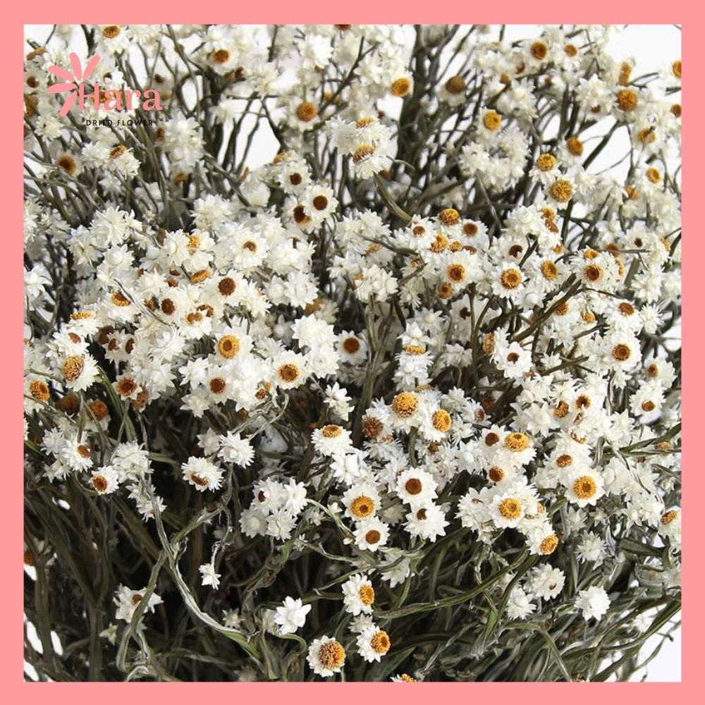 Cúc amoni khô (1)