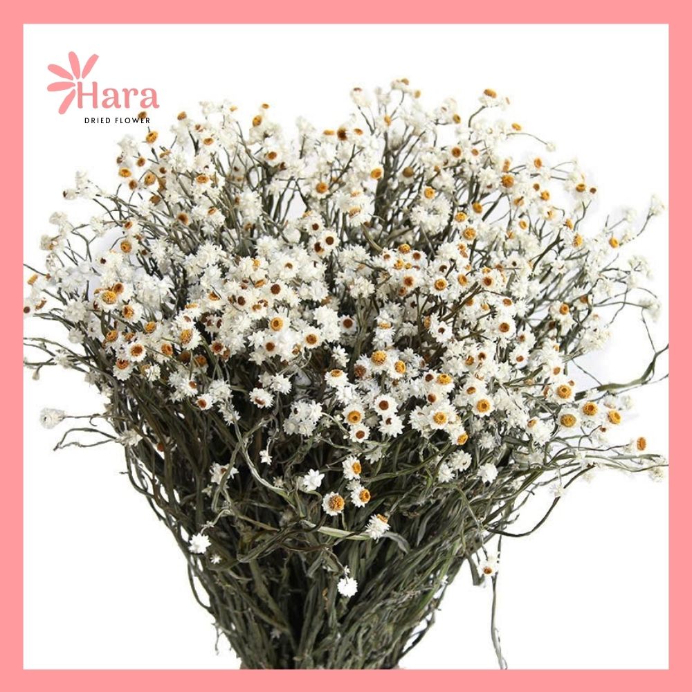 Cúc amoni khô (3) Cúc amoni khô