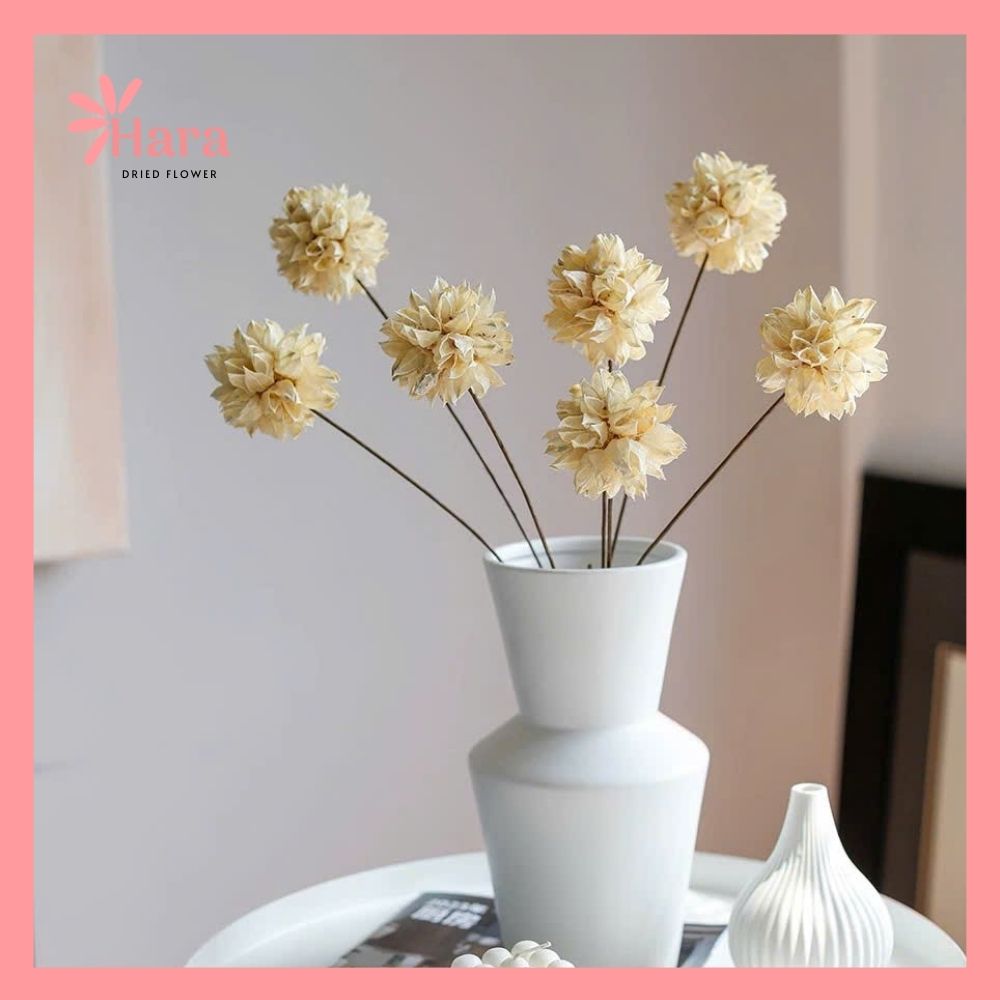 Hoa Roselle khô (1)