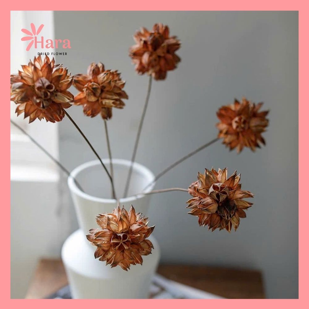 Hoa Roselle khô (2)