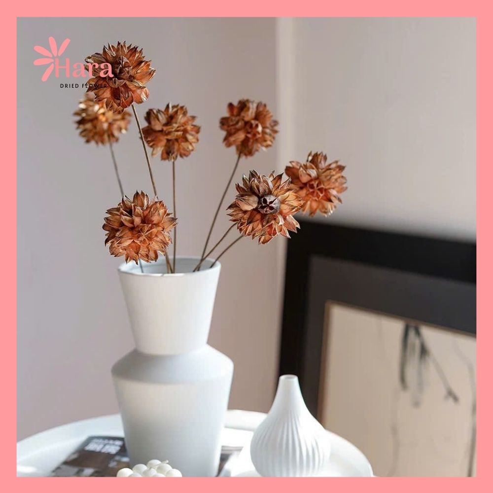 Hoa Roselle khô (3)