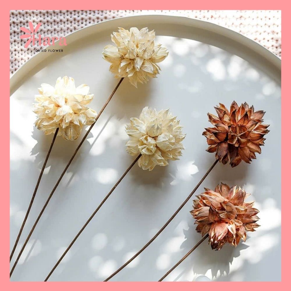 Hoa Roselle khô (4) Hoa Roselle khô