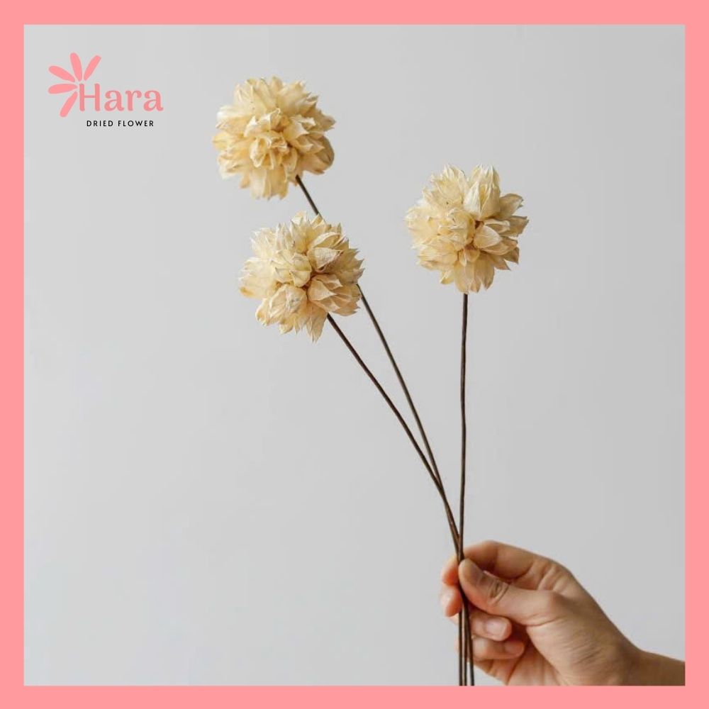 Hoa Roselle khô (5)