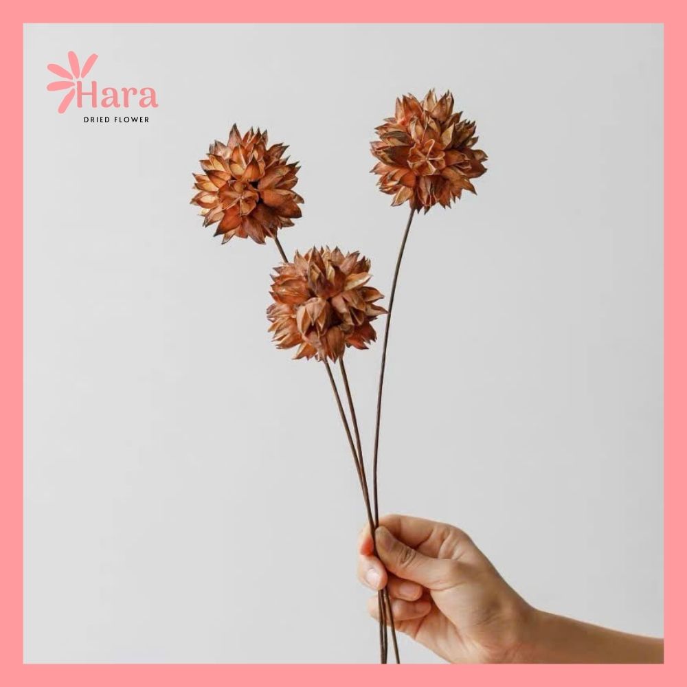 Hoa Roselle khô (6)