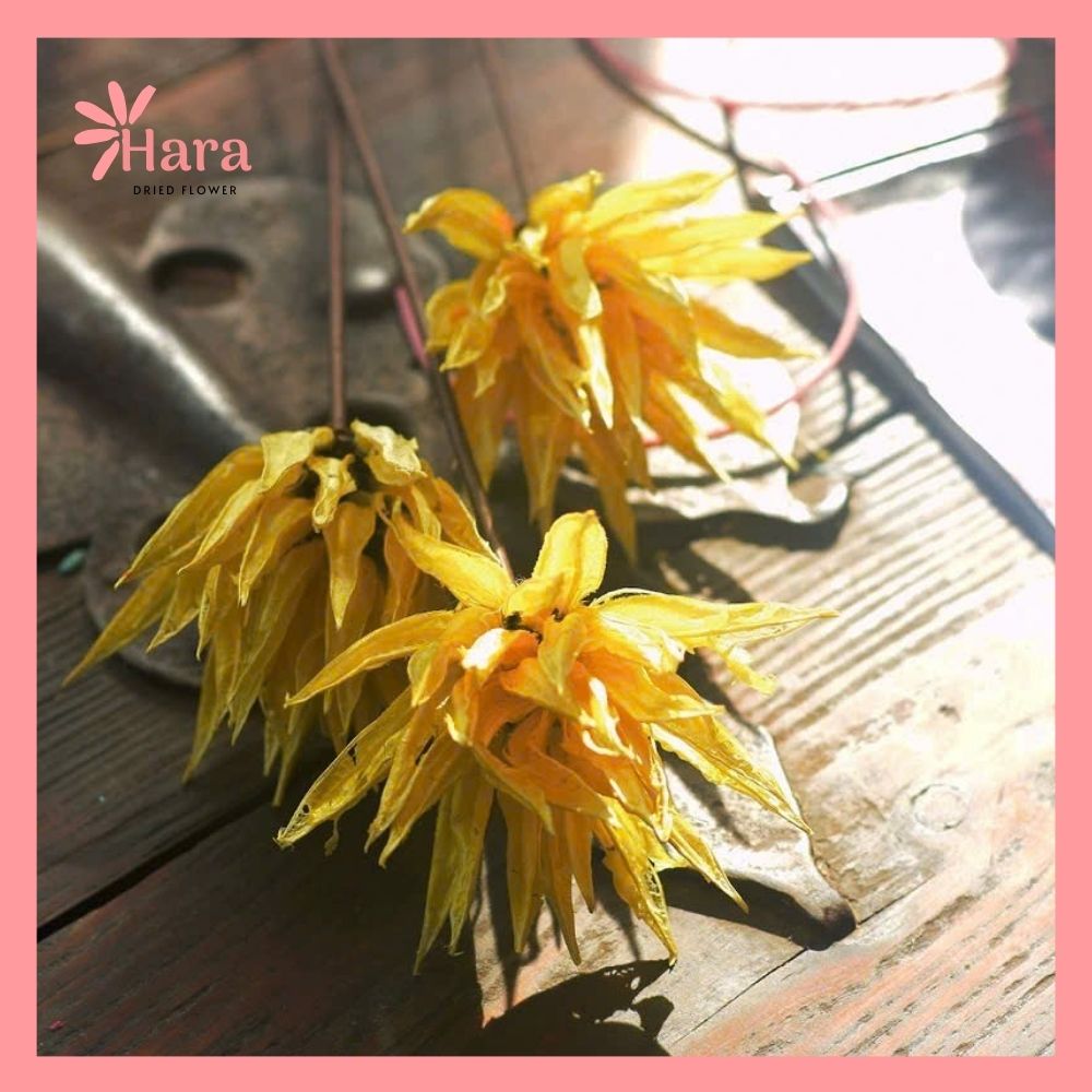 Hoa cúc lửa khô thủ công (10)