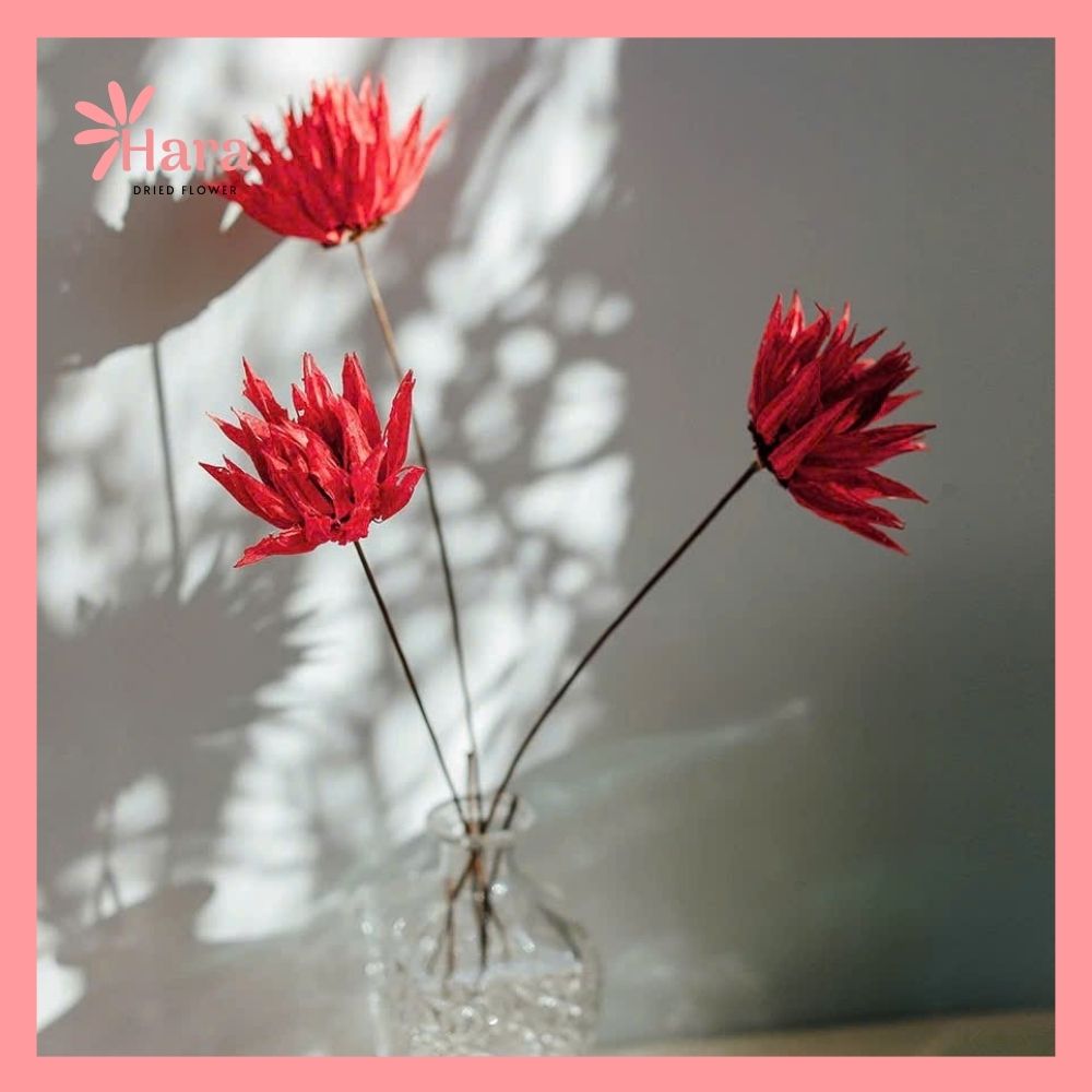 Hoa cúc lửa khô thủ công (2)