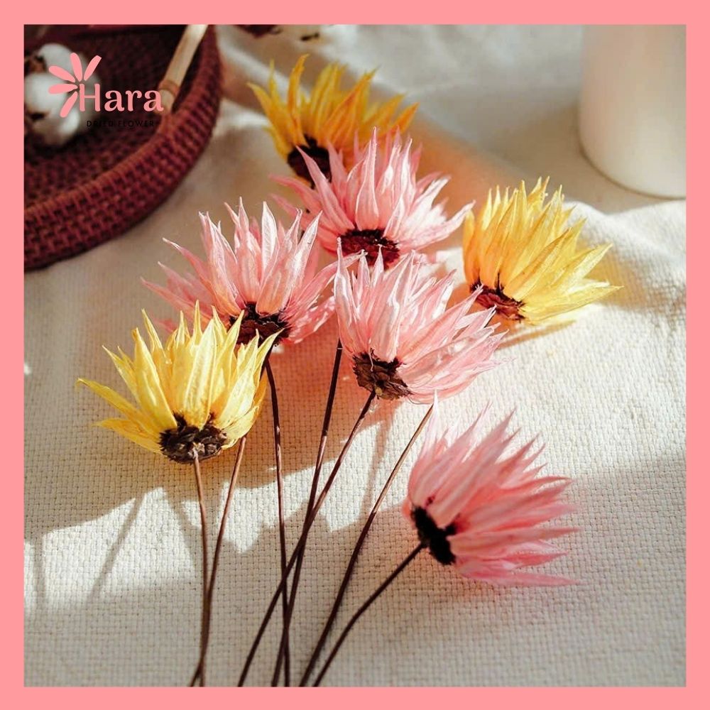 Hoa cúc lửa khô thủ công (3)