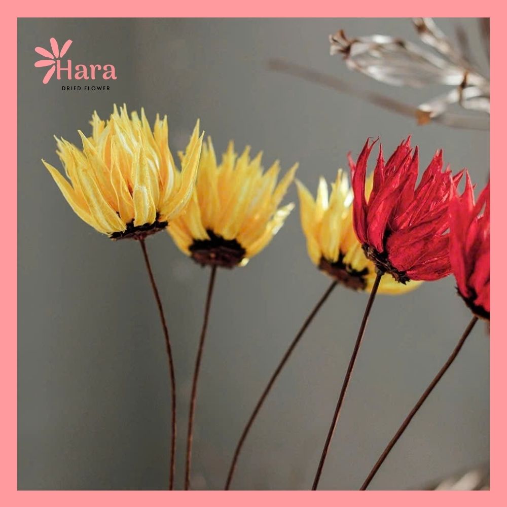 Hoa cúc lửa khô thủ công (4)