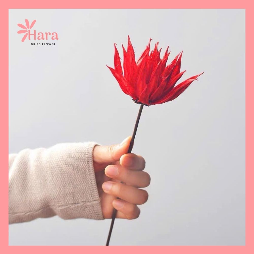 Hoa cúc lửa khô thủ công (5)