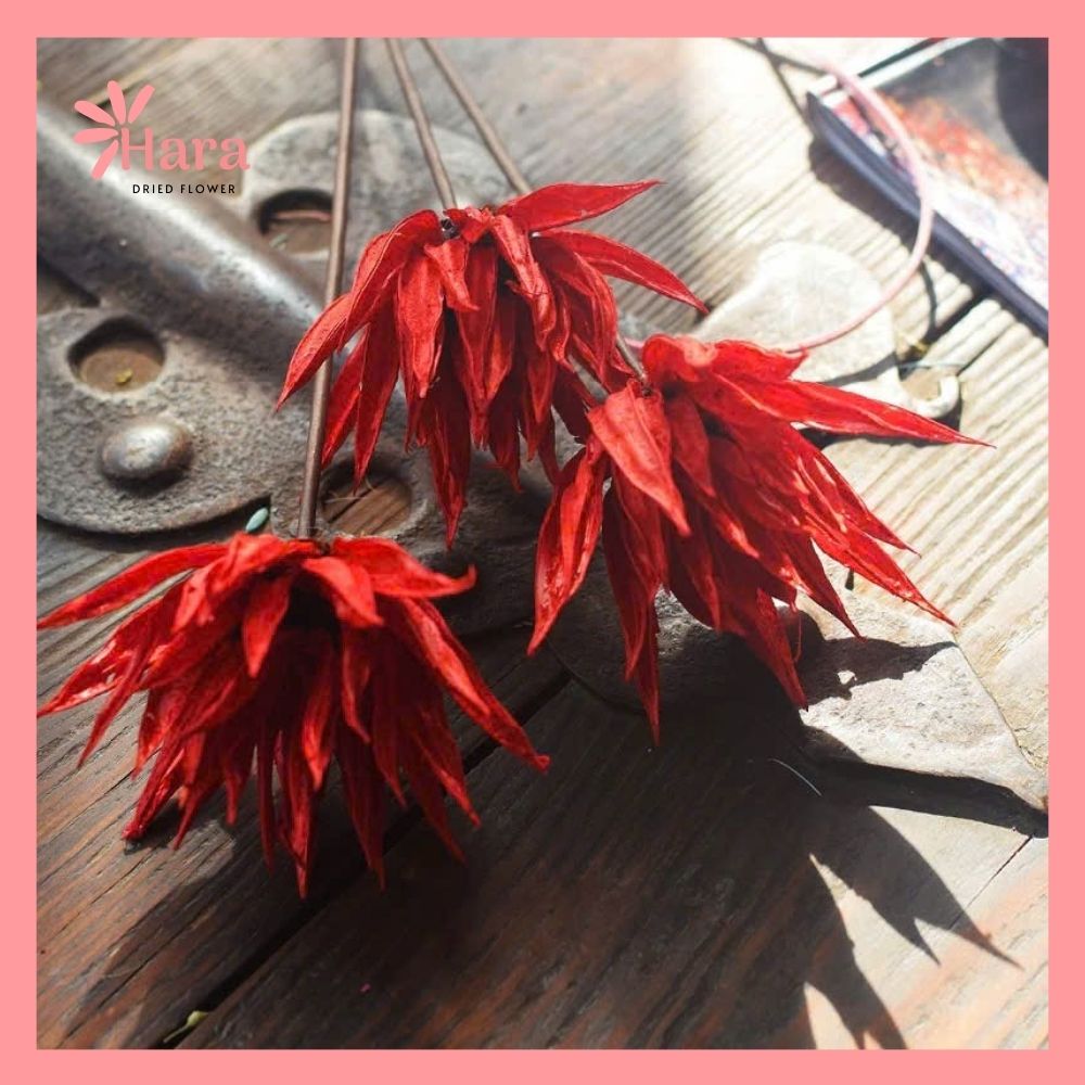 Hoa cúc lửa khô thủ công (6)