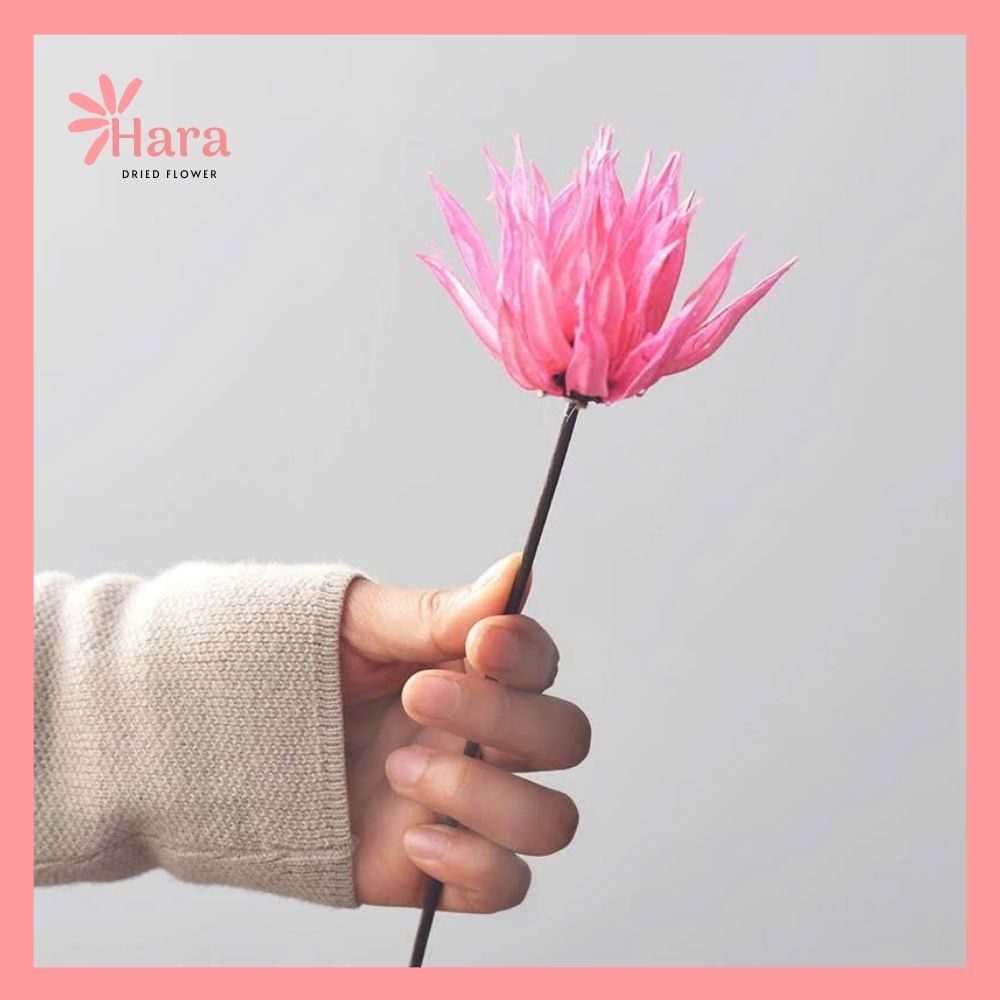 Hoa cúc lửa khô thủ công (7)