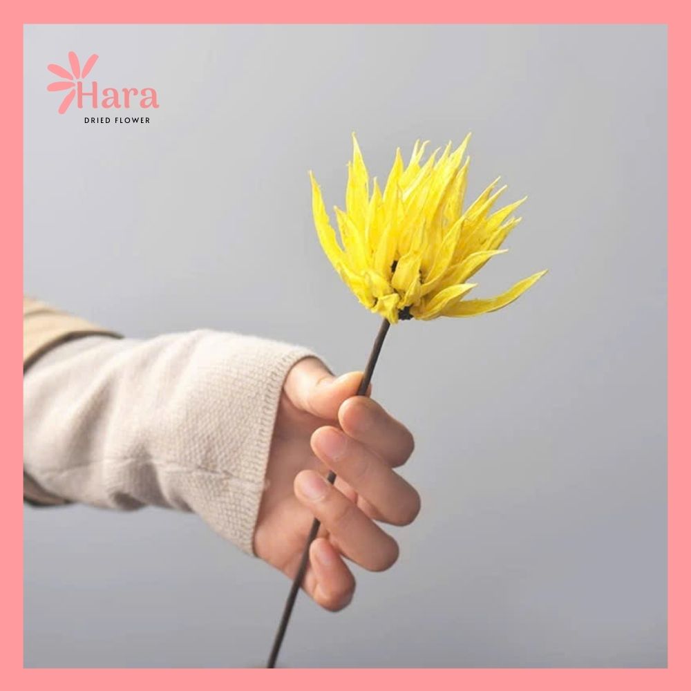Hoa cúc lửa khô thủ công (9)