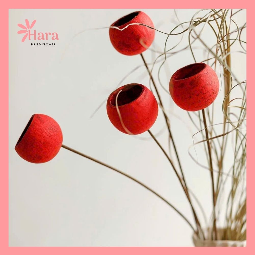 Quả vỏ cam gỗ khô (2)