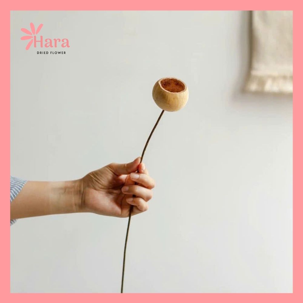 Quả vỏ cam gỗ khô (5)