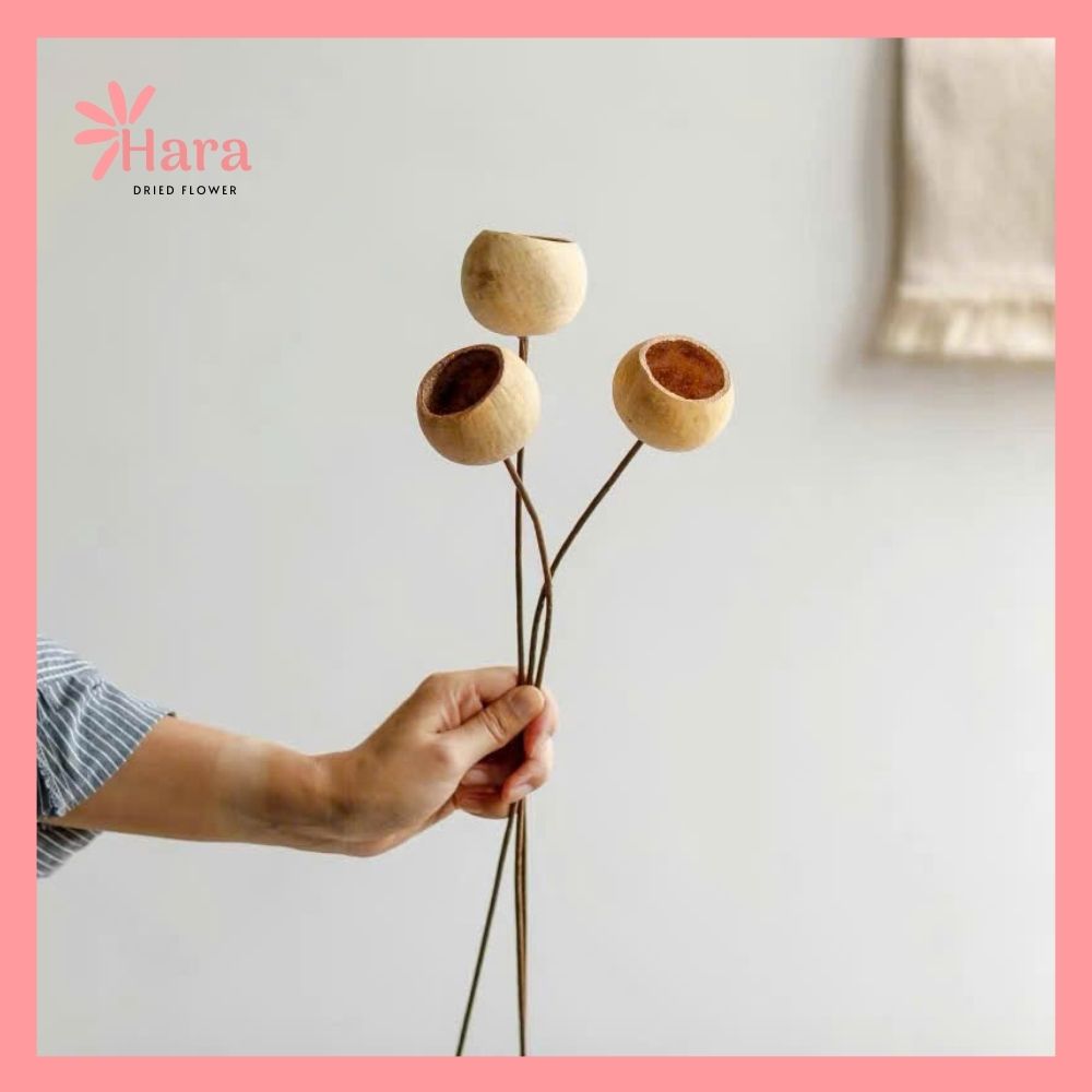 Quả vỏ cam gỗ khô (6)