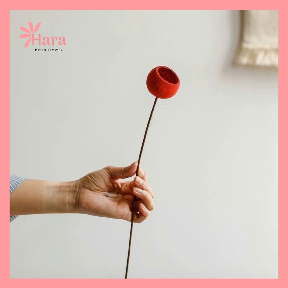 Quả vỏ cam gỗ khô (7)