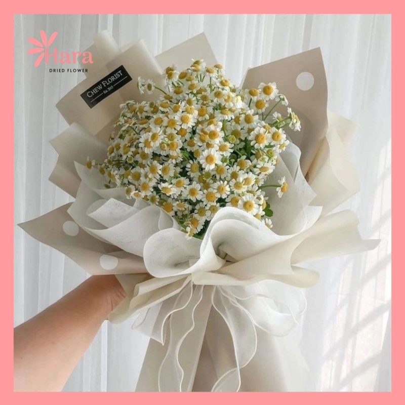 Hoa cúc nhật với vẻ đẹp bền bỉ theo thời gian