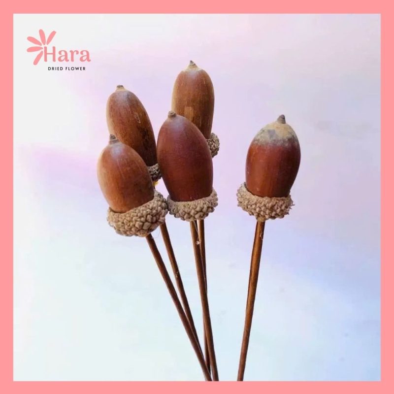 Quả sồi khô trang trí