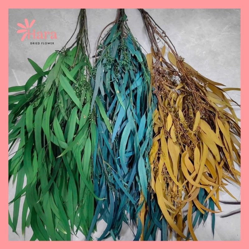 Bạch đàn lá dài khô Bó 120gr