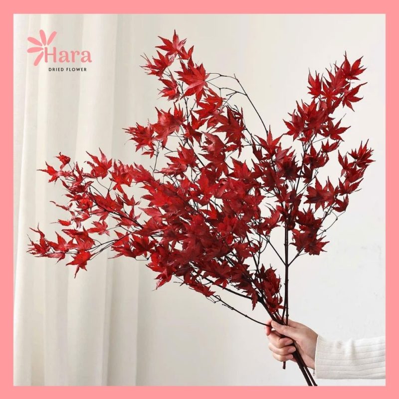 Cành lá phong đỏ khô