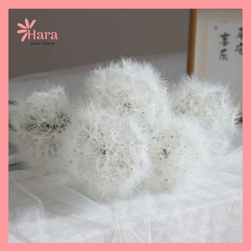 Hoa bồ công anh khô