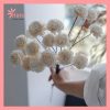Hoa cẩm chướng handmade cây sola khô