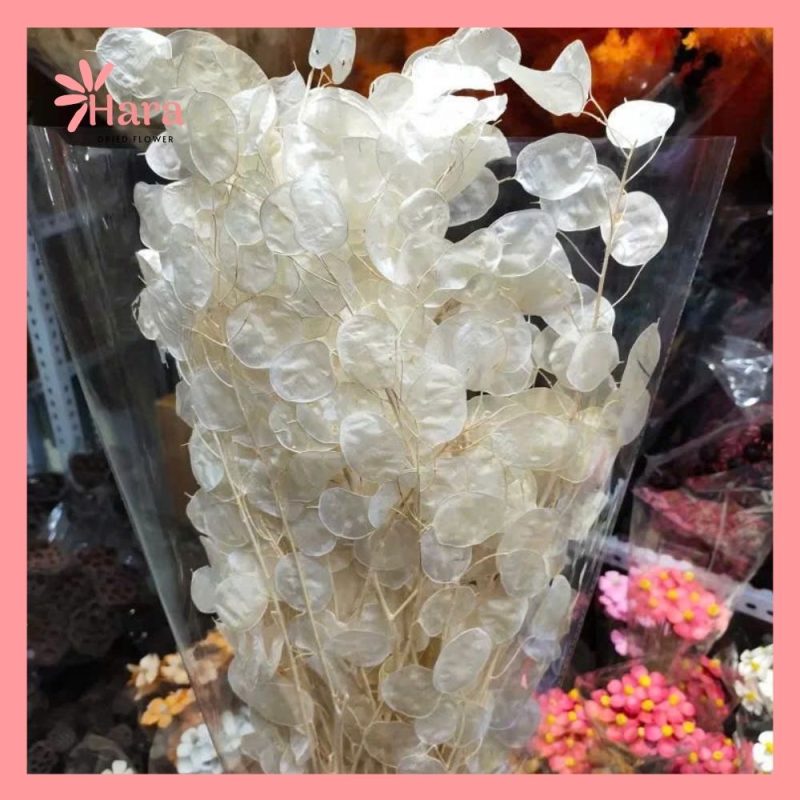 Lá lunaria khô ( lá ánh trăng)