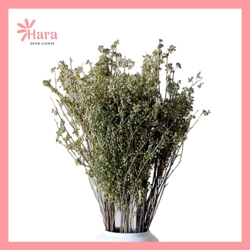 Quả bạch đàn hạt tiêu khô