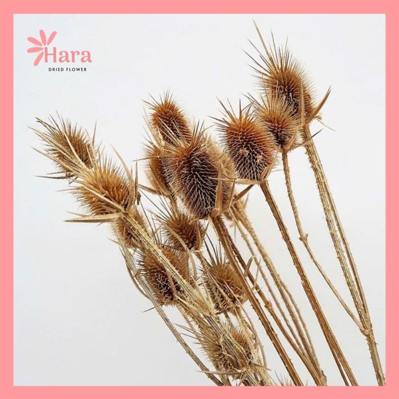 Quả dứa gai ( teasel) khô