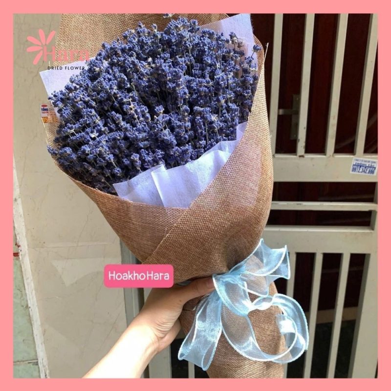 Bó hoa lavender Hara83