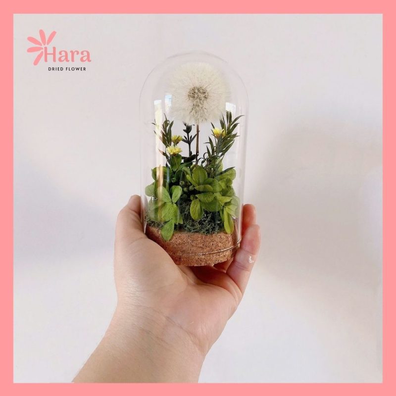 Chụp thủy tinh hoa khô Hara90