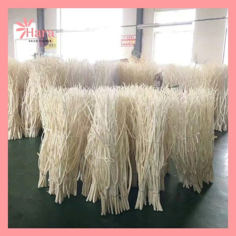Cành Salix trắng khô