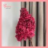 Hoa cẩm tú cầu tháp