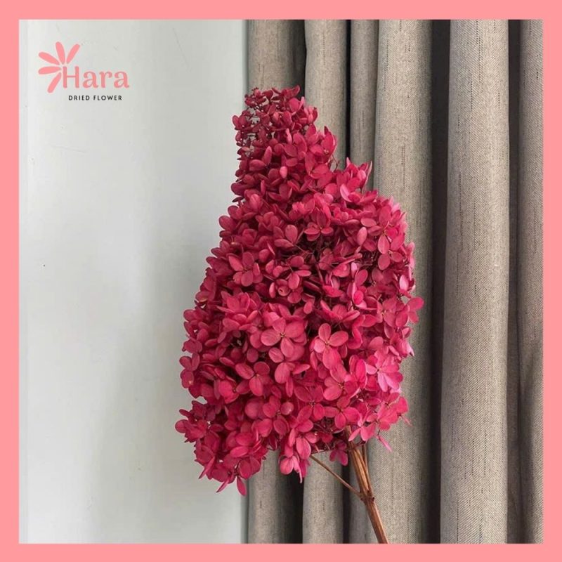 Hoa cẩm tú cầu tháp