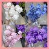 Hoa dứa cam, hoa nghệ tây khô