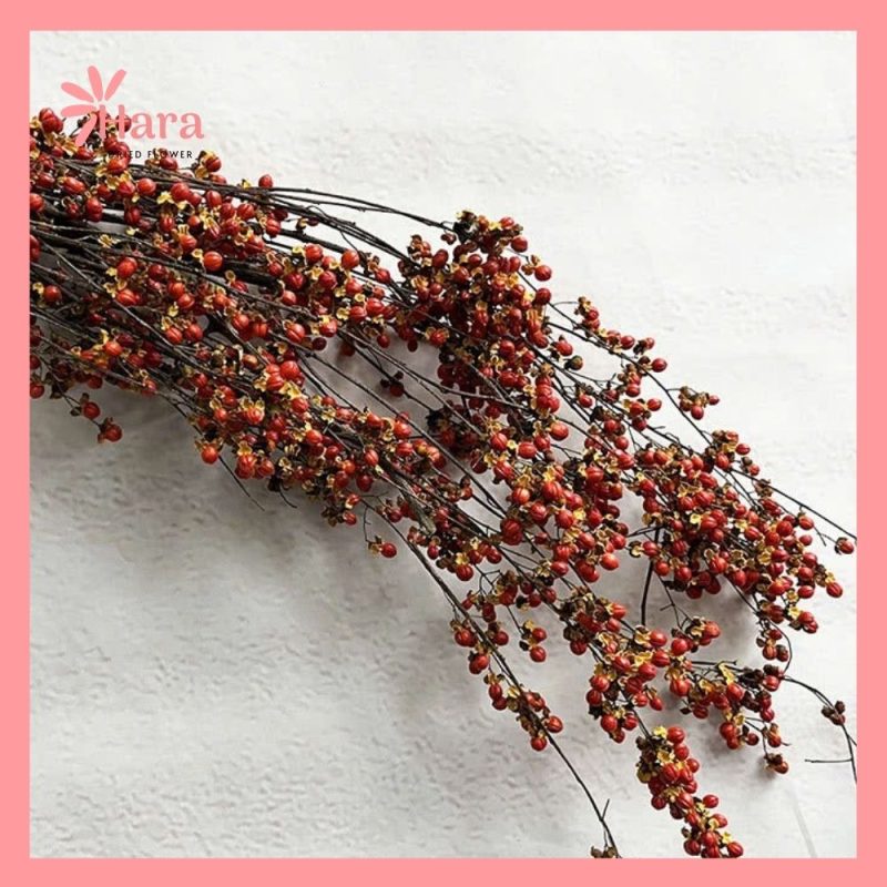 Hoa thật South Snake Vine Mountain Return khô