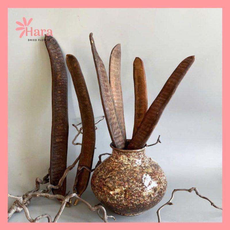 Quả đậu tằm khô