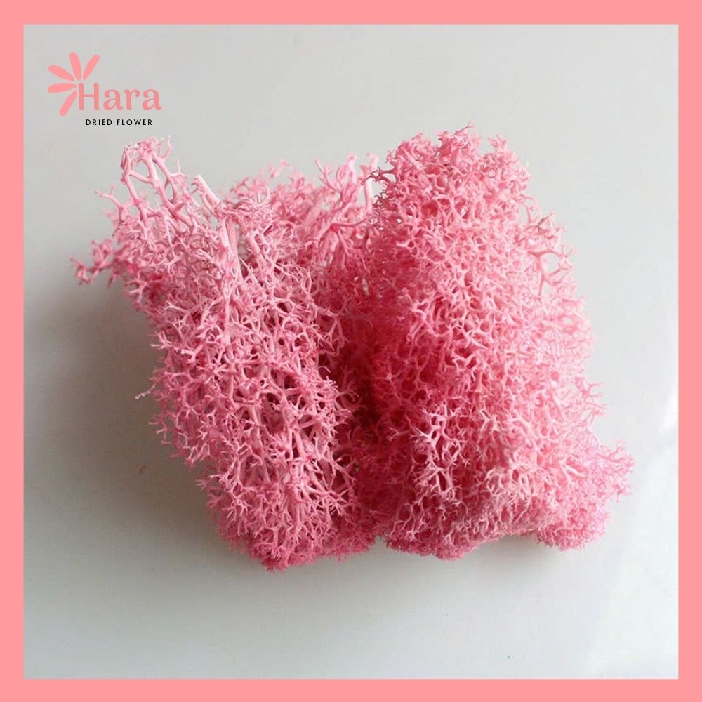 Rêu tuần lộc khô tách lẻ (2)