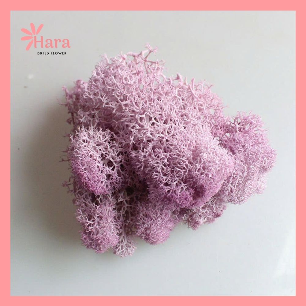 Rêu tuần lộc khô tách lẻ (3)