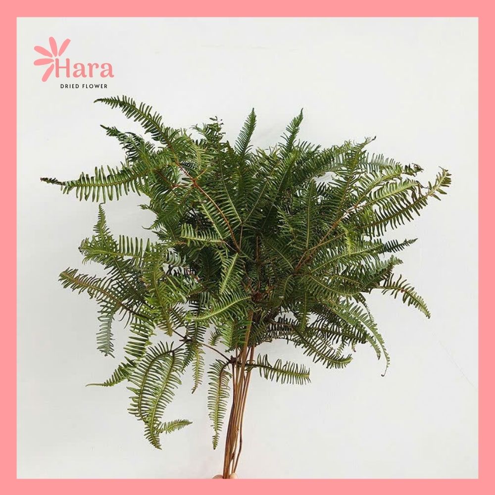 Lá dương sỉ đại dương khô
